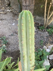 Trichocereus macrogonus