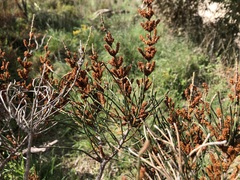 Allocasuarina mackliniana