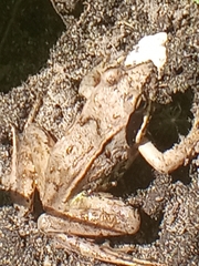 Rana arvalis