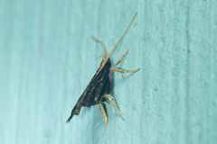 Antiochtha pycnotarsa