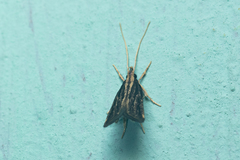 Antiochtha pycnotarsa