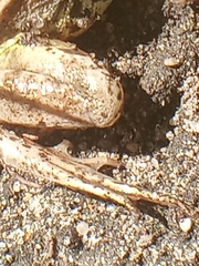 Rana arvalis