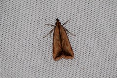 Dichomeris heriguronis