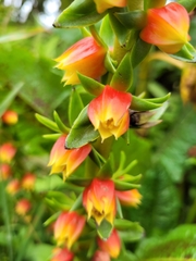 Echeveria bicolor