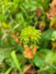 Echeveria bicolor