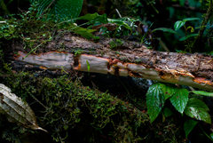 Tinctoporellus epimiltinus