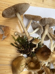 Inocybe mixtilis