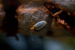 Tinctoporellus epimiltinus