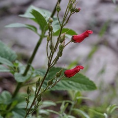 Scrophularia macrantha