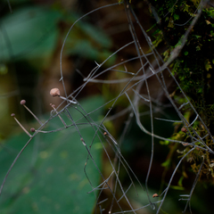 Marasmius crinis-equi
