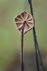 Marasmius crinis-equi