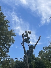 Buteo jamaicensis