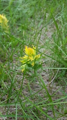 Castilleja mogollonica