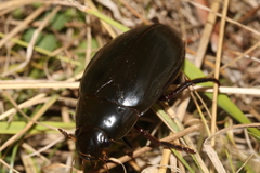 Hydrophilus piceus