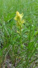 Castilleja mogollonica