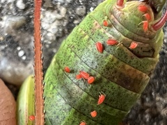 Trombidium holosericeum