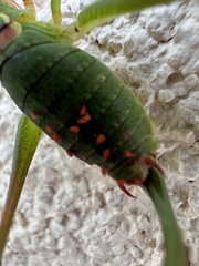 Trombidium holosericeum