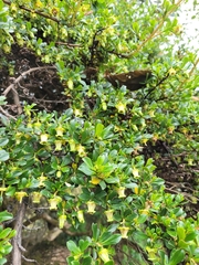 Escallonia myrtilloides