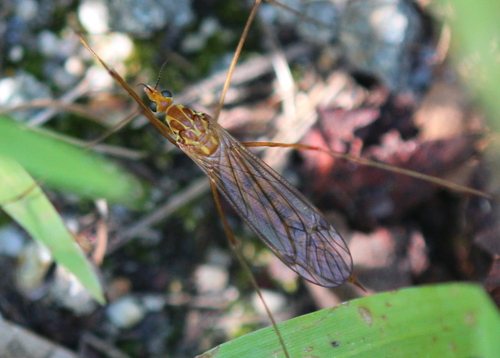 Photo of Ferruginous Tiger Crane Fly (Nephrotoma ferruginea)