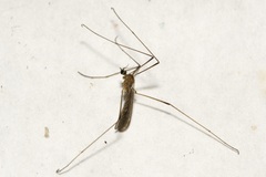 Erioptera