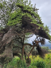 Escallonia myrtilloides