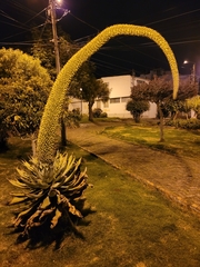 Agave attenuata