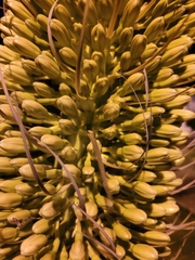 Agave attenuata