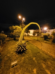 Agave attenuata