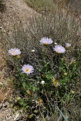 Xylorhiza