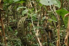 Schnella microstachya