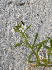 Cakile constricta