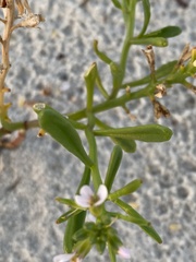 Cakile constricta
