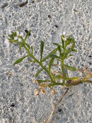 Cakile constricta