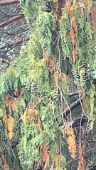 Cupressus nootkatensis