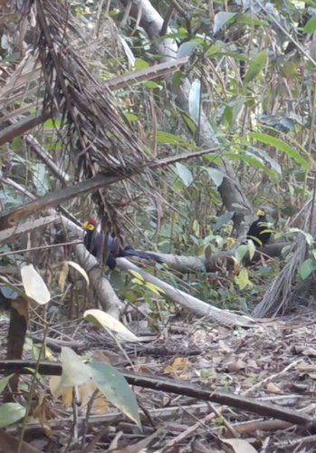 Ross's Turaco