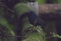 Brachypteryx cruralis