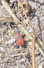 Pyrrhocoris apterus