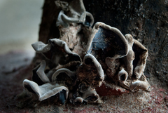 Auricularia nigricans