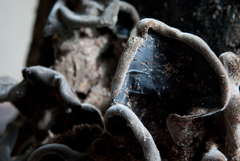 Auricularia nigricans