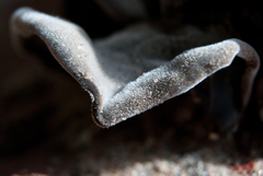 Auricularia nigricans