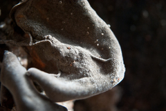 Auricularia nigricans