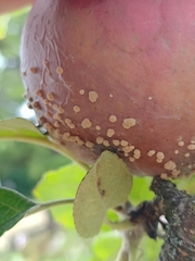 Monilinia fructigena