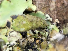 Zopherinae