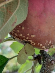 Monilinia fructigena