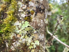 Zopherinae