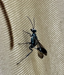 Chalybion bengalense