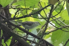 Staphida castaniceps