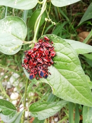 Tropidothorax leucopterus