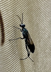 Chalybion bengalense