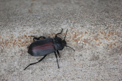Eleodes suturalis